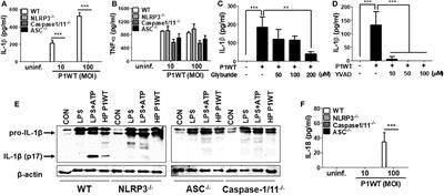 Unveiling the Crucial Role of Type IV Secretion System and Motility of Helicobacter pylori in IL-1β Production via NLRP3 Inflammasome Activation in Neutrophils